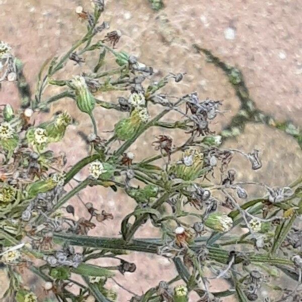 Erigeron bonariensis Kvet