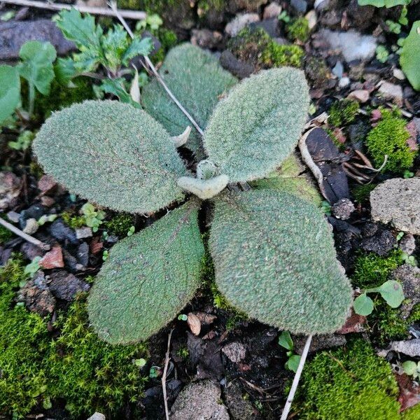 Verbascum phlomoides Habitus