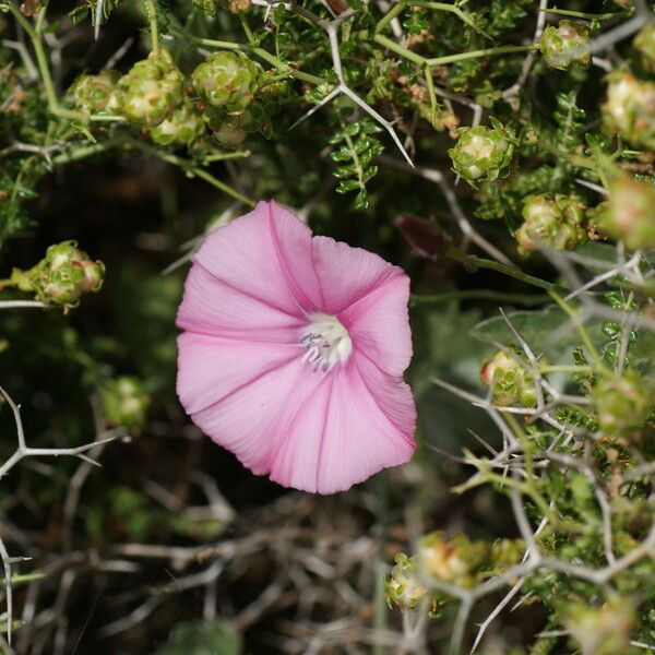 Convolvulus althaeoides Цветок