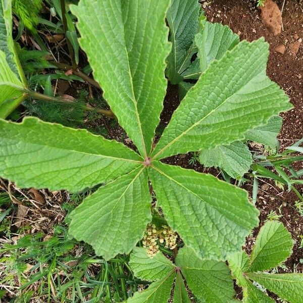 Cyphostemma cyphopetalum Leaf