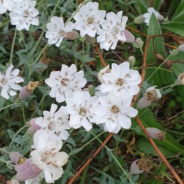 Silene uniflora Flor