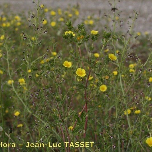 Potentilla intermedia Flower