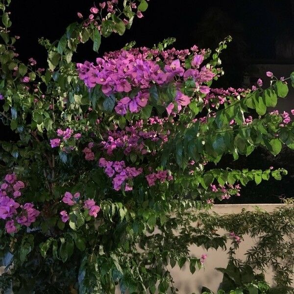 Bougainvillea glabra 形态