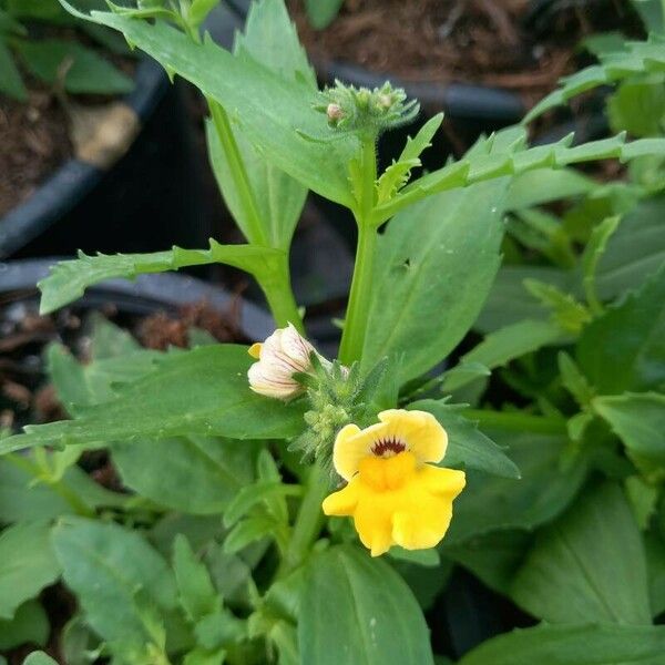 Nemesia strumosa പുഷ്പം