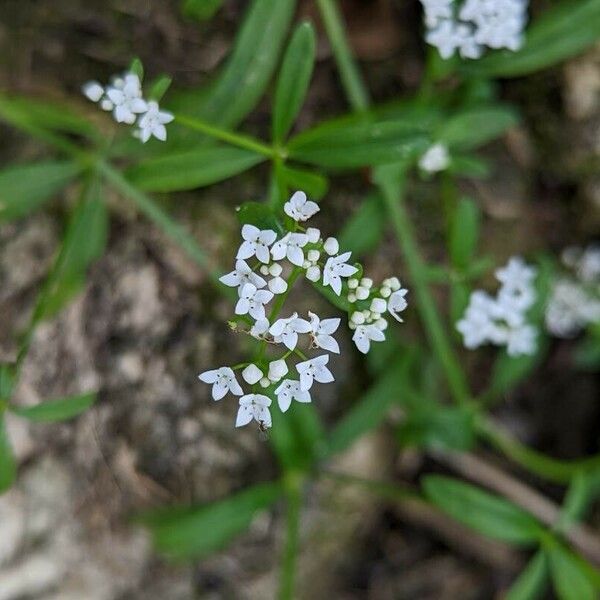 Galium palustre Žiedas