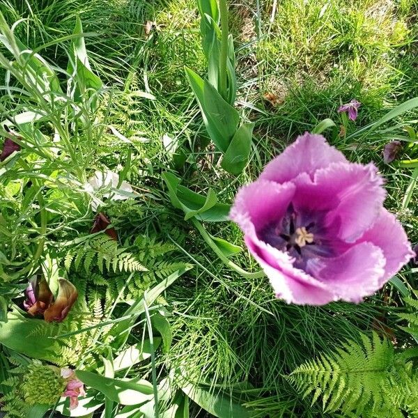 Tulipa lortetii Blomma