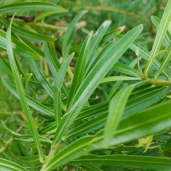 Cascabela thevetia Leaf