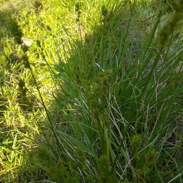 Carex canescens Flower