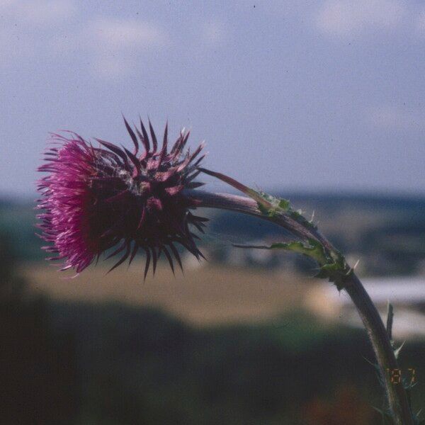 Carduus nutans Fiore