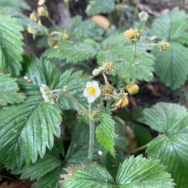 Fragaria moschata ফুল