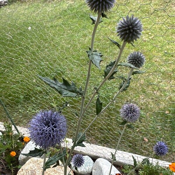 Echinops bannaticus Kwiat