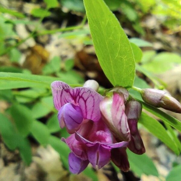 Lathyrus niger Blüte