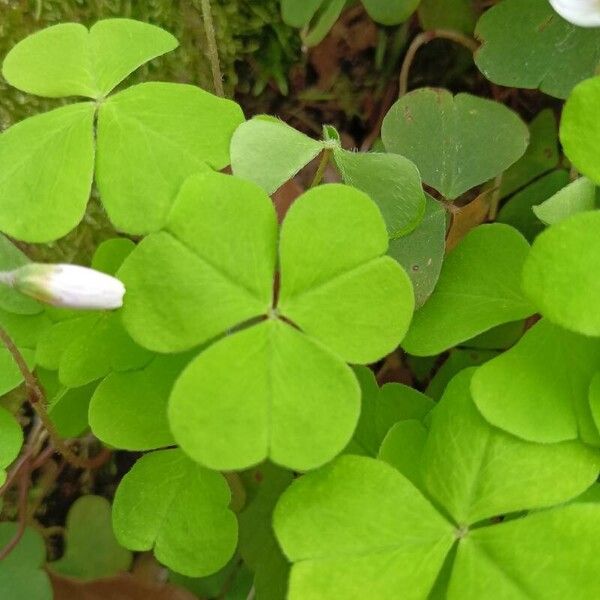 Oxalis acetosella পাতা