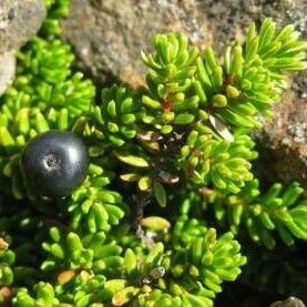 Empetrum nigrum Fruit