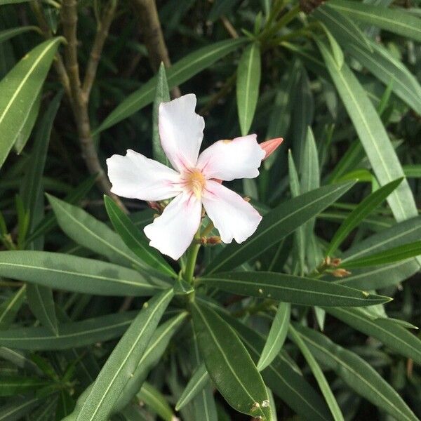 Nerium oleander Flower