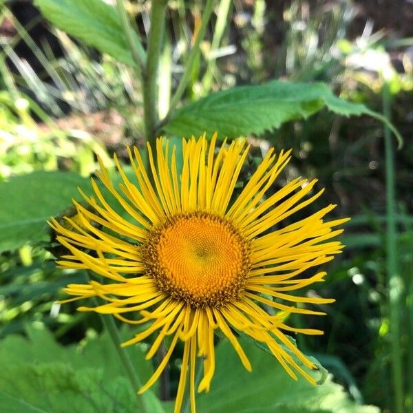 Inula helenium ফুল