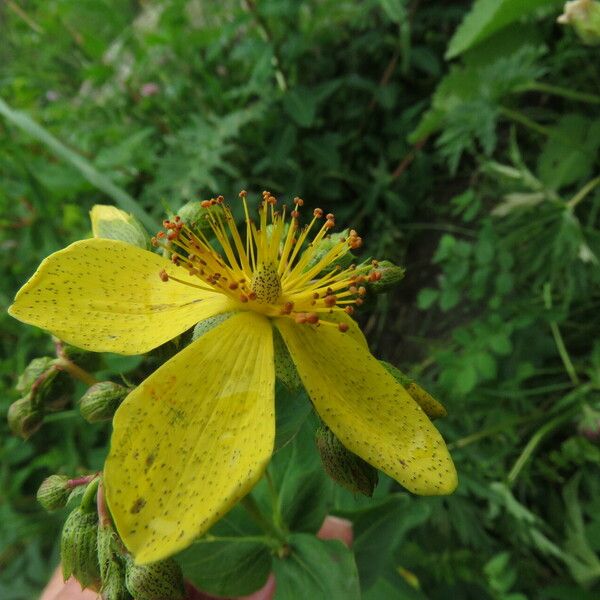 Hypericum richeri Blüte