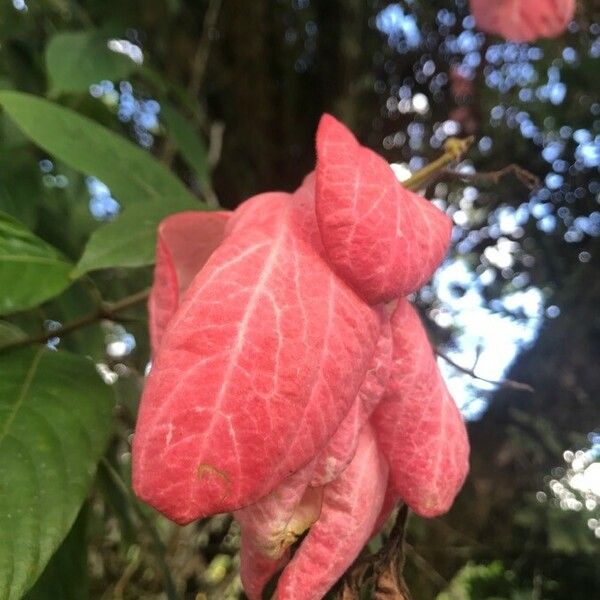 Mussaenda philippica Kvet