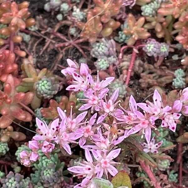 Sedum anglicum Floare