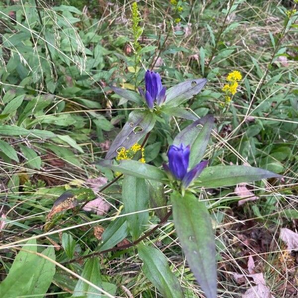 Gentiana andrewsii Fiore