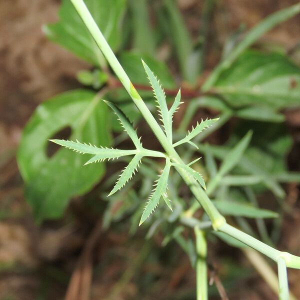 Falcaria vulgaris পাতা