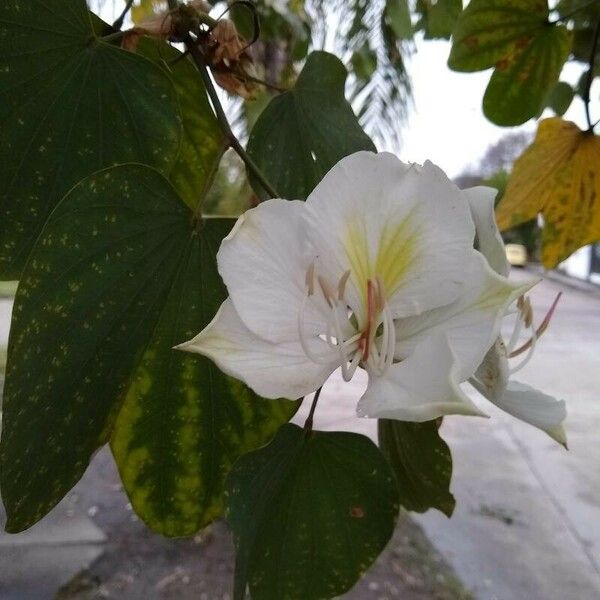 Bauhinia variegata Fleur