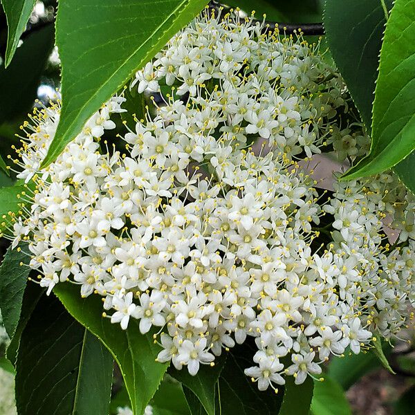 Sambucus australis Кветка