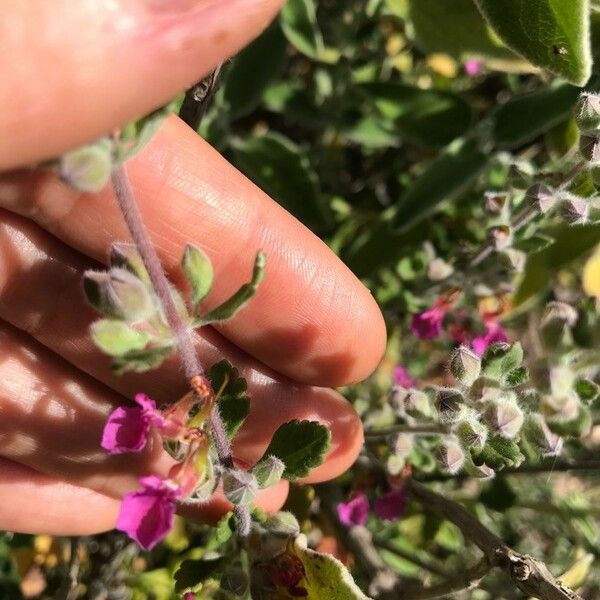 Teucrium divaricatum Blodyn