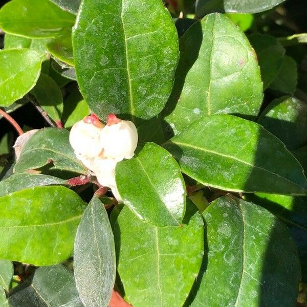 Gaultheria procumbens Blüte