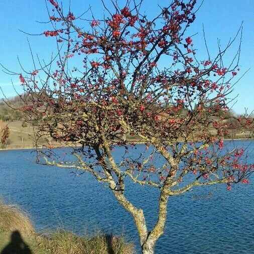 Crataegus laciniata Hábito