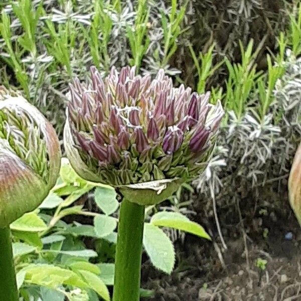 Allium giganteum Õis