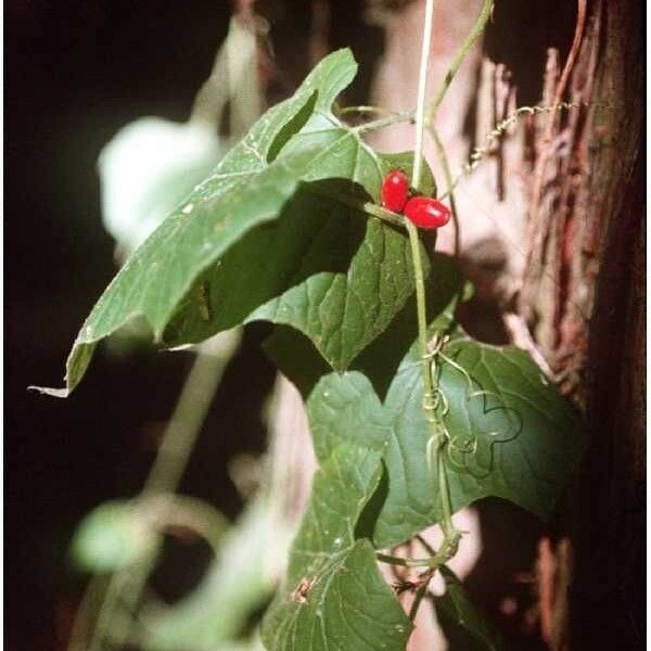 Cayaponia quinqueloba 花