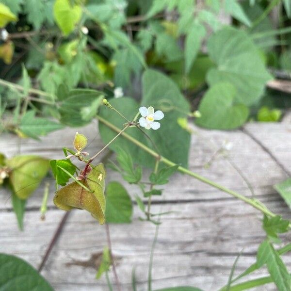 Cardiospermum halicacabum Flower