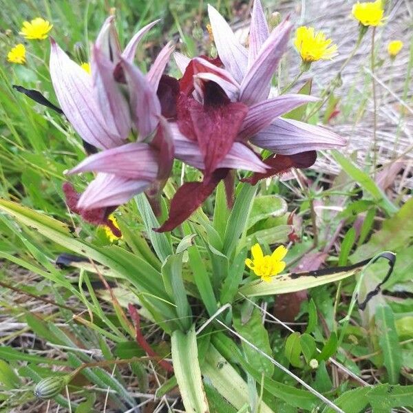 Serapias cordigera Flower