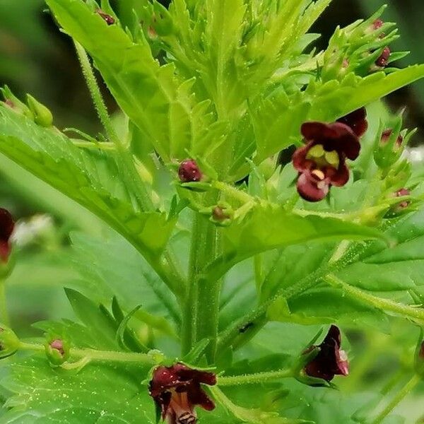 Scrophularia peregrina Blodyn