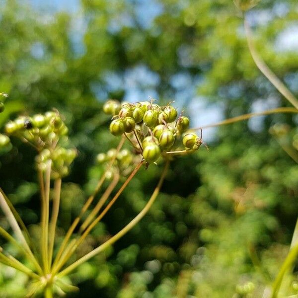 Physospermum cornubiense Fruit