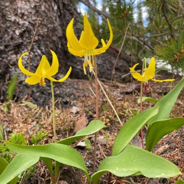 Erythronium grandiflorum Çiçek