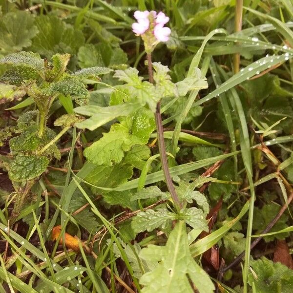 Verbena officinalis Hábitos