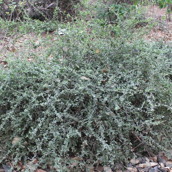 Cadaba benguellensis
