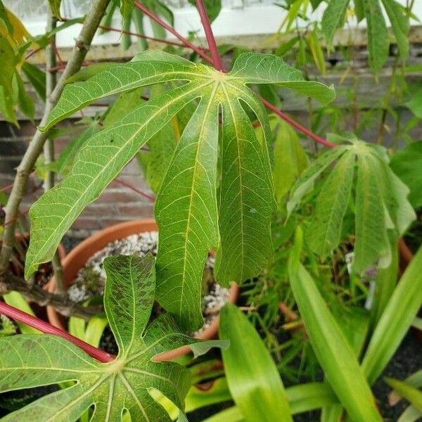 Manihot esculenta Leaf