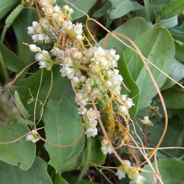 Cuscuta australis Fiore