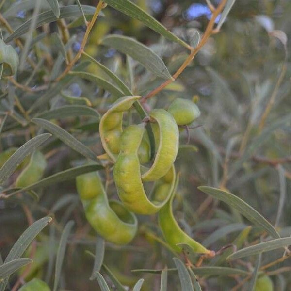 Acacia cyclops Fruit