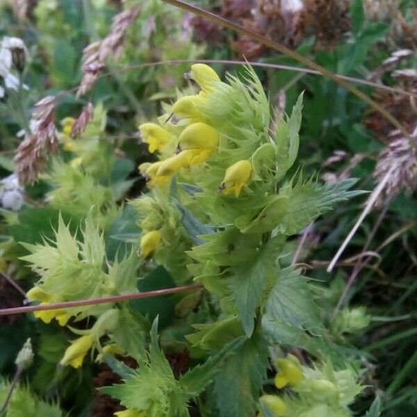 Rhinanthus glacialis