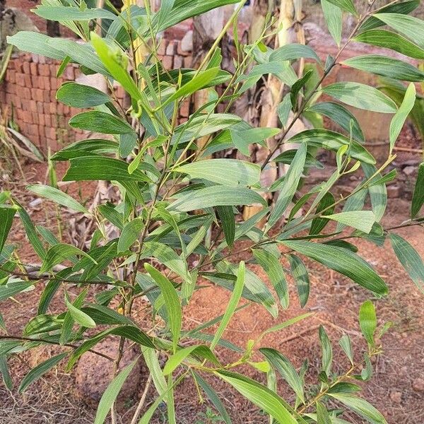 Acacia auriculiformis Fulla