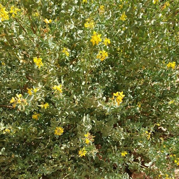 Adenocarpus anagyrifolius Fleur