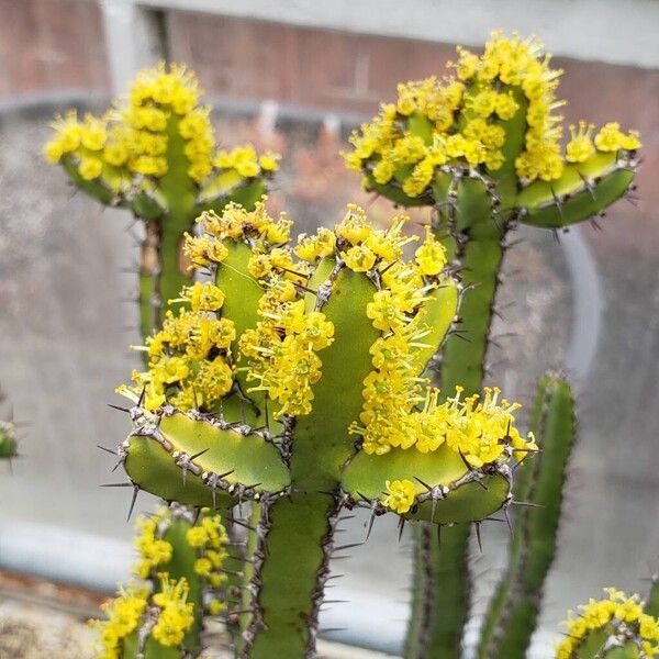 Euphorbia petraea Kukka