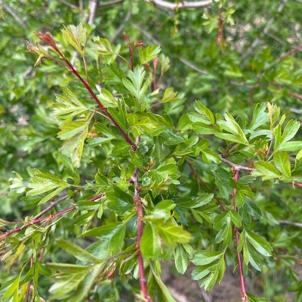 Crataegus × sinaica Листок