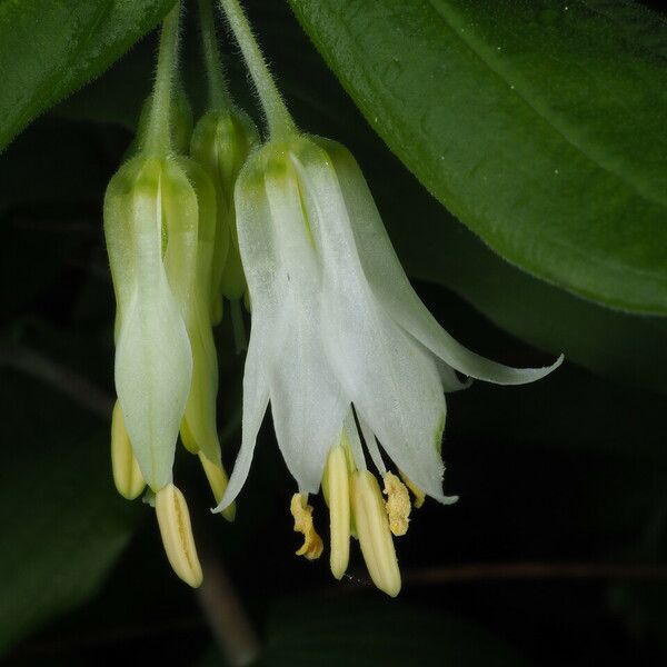 Prosartes hookeri Flower