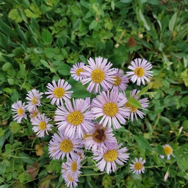 Erigeron glabellus Virág