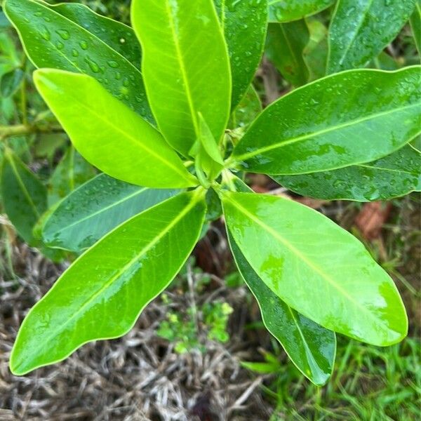 Myrsine guianensis Vili